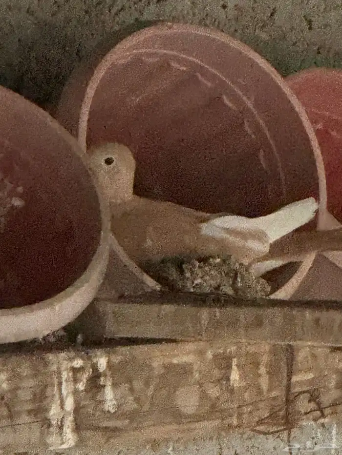 ياكريم عشه كامله عيال بعض الاون واحجام ونظافه وانتاج 1