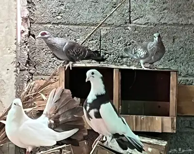 يمام ابو جفن منتج 3