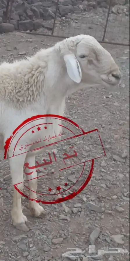 مشروع حري صنف تم البيع تم البيع خارج حراج 0