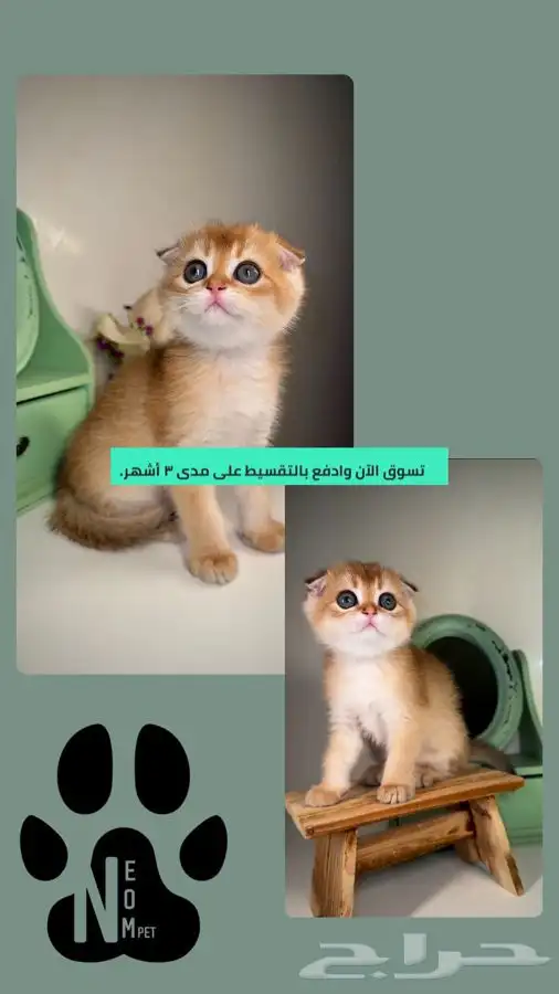 قطط تمارا سكوتش فولد قولد انثى ذكر بيرشن هاف بيكي فيس قطه قط 1