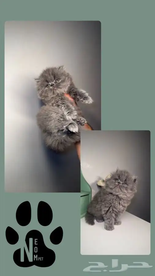 قطط تمارا سكوتش فولد قولد انثى ذكر بيرشن هاف بيكي فيس قطه قط 7