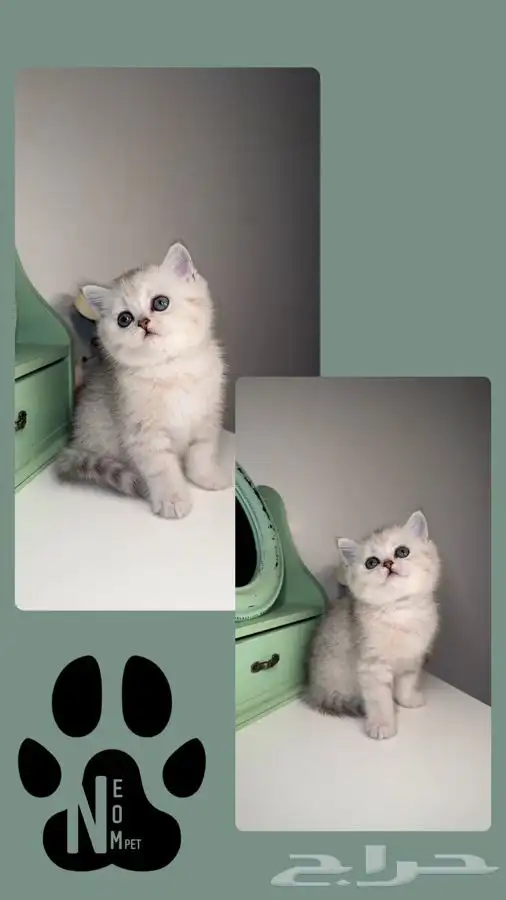 قطط تمارا سكوتش فولد قولد انثى ذكر بيرشن هاف بيكي فيس قطه قط 5