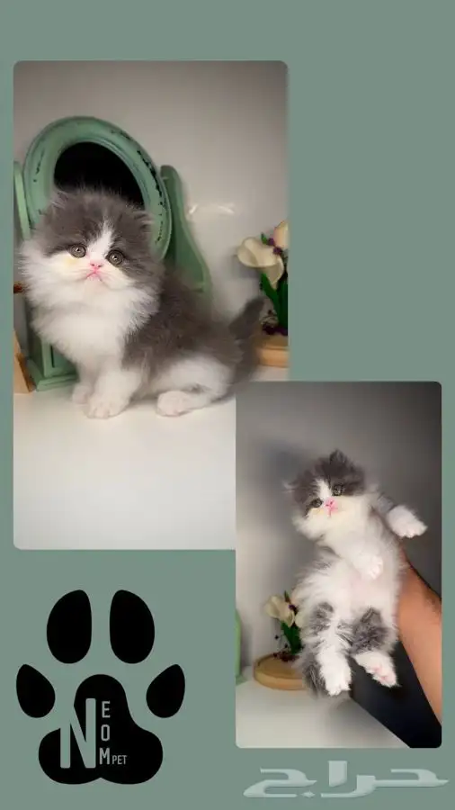 قطط تمارا سكوتش فولد قولد انثى ذكر بيرشن هاف بيكي فيس قطه قط 4
