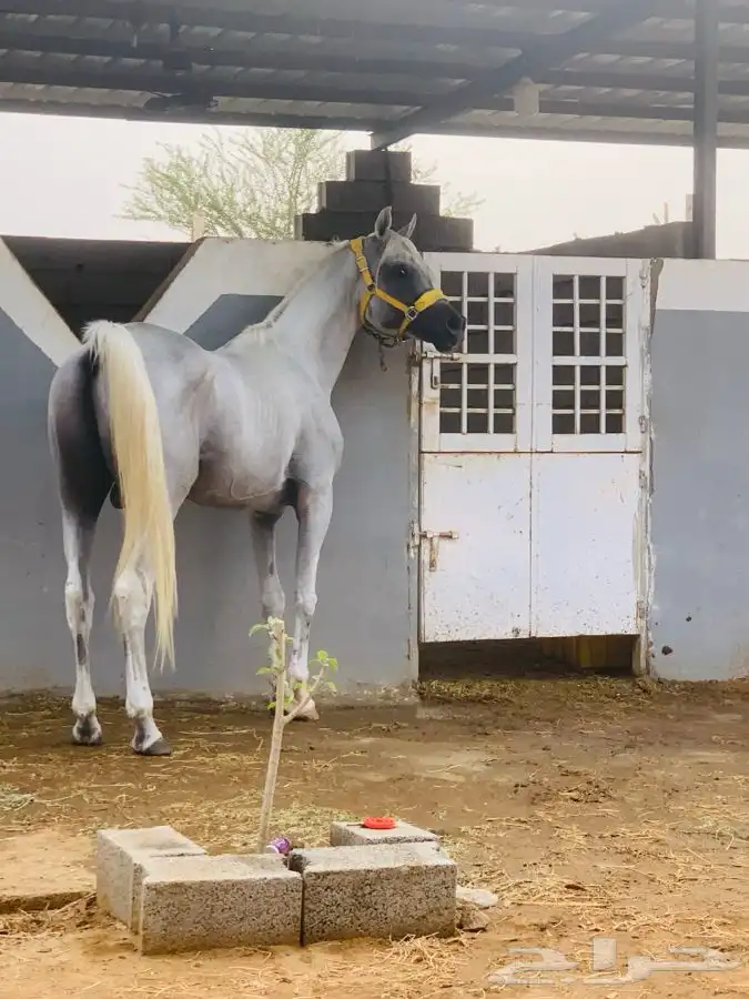 مربط نوادر الخيل QB (صامطه) 17