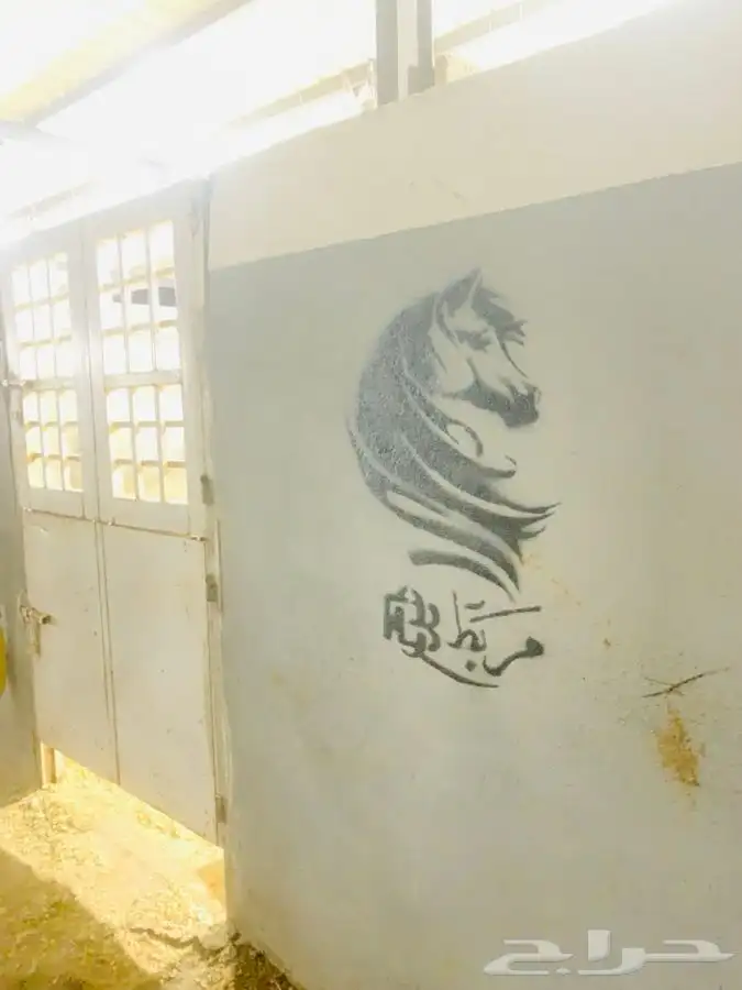 مربط نوادر الخيل QB (صامطه) 18