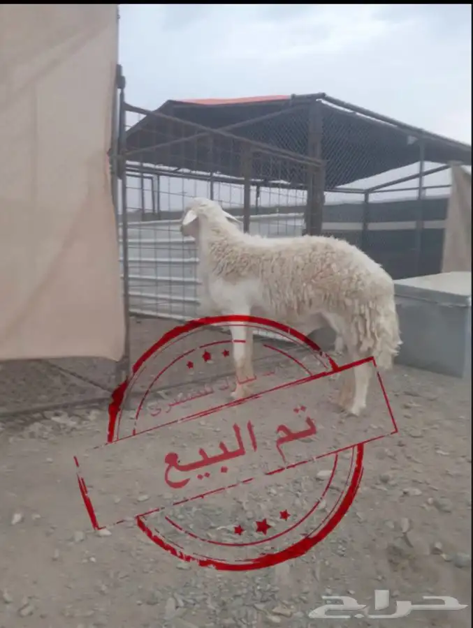 مشروع حري صنف تم البيع تم البيع خارج حراج 1