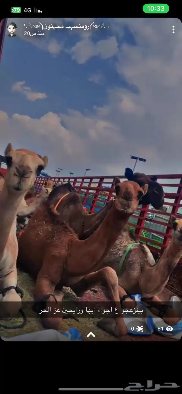 تريلا لنقل الحلال والإبل   ابوليلى 2
