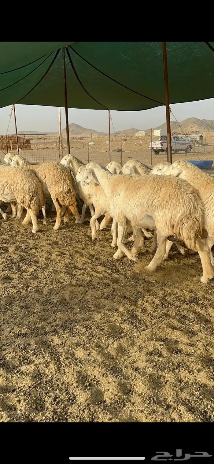 غنم رخال صنف الصنف جروم مقنوي 61 بلفحل 2