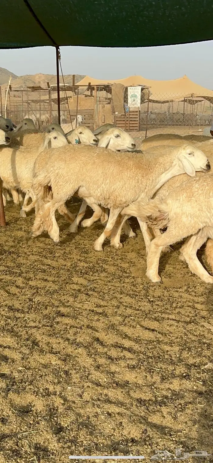غنم رخال صنف الصنف جروم مقنوي 61 بلفحل 7