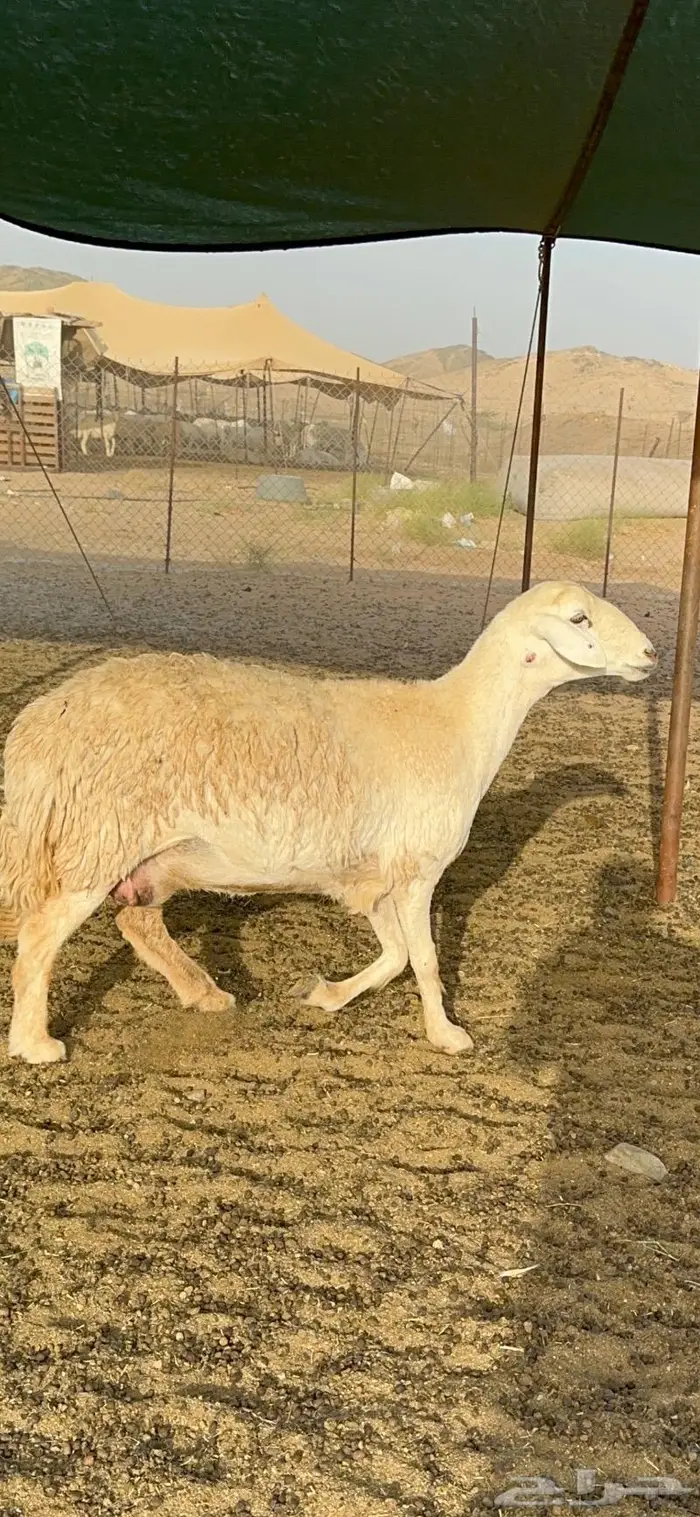 غنم رخال صنف الصنف جروم مقنوي 61 بلفحل 0