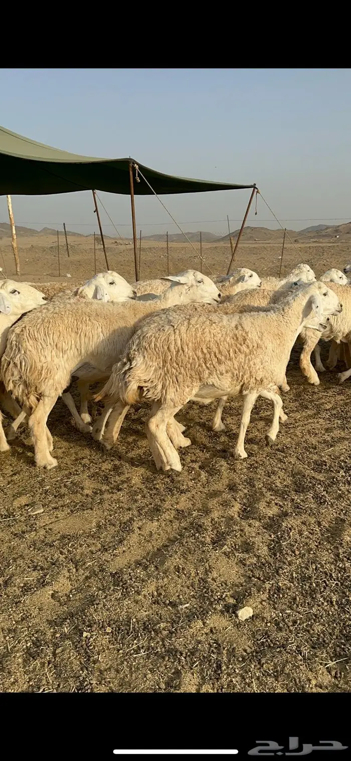 غنم رخال صنف الصنف جروم مقنوي 61 بلفحل 8