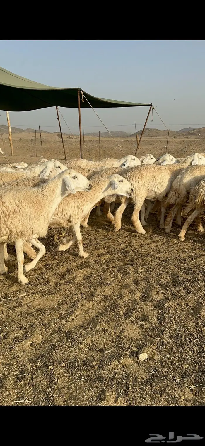 غنم رخال صنف الصنف جروم مقنوي 61 بلفحل 9