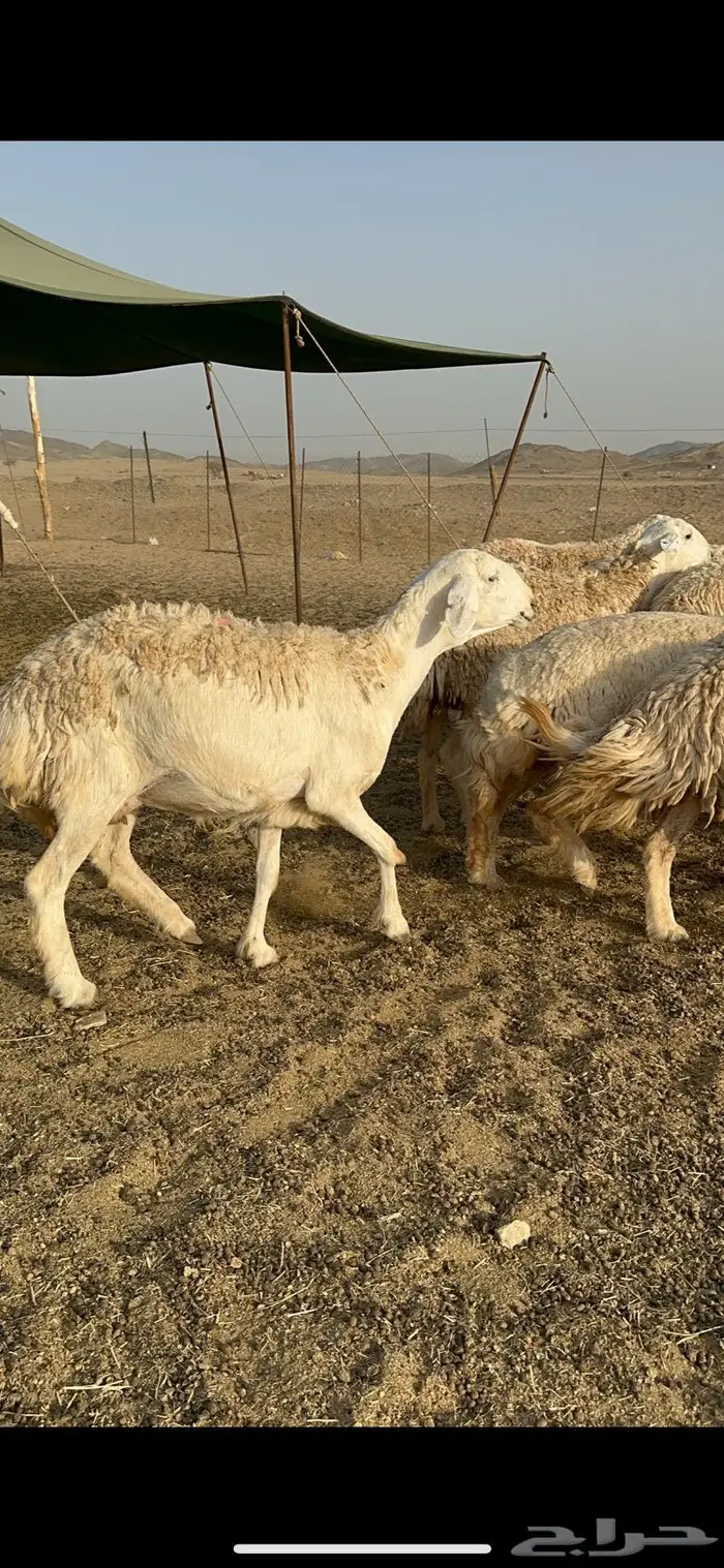 غنم رخال صنف الصنف جروم مقنوي 61 بلفحل 14