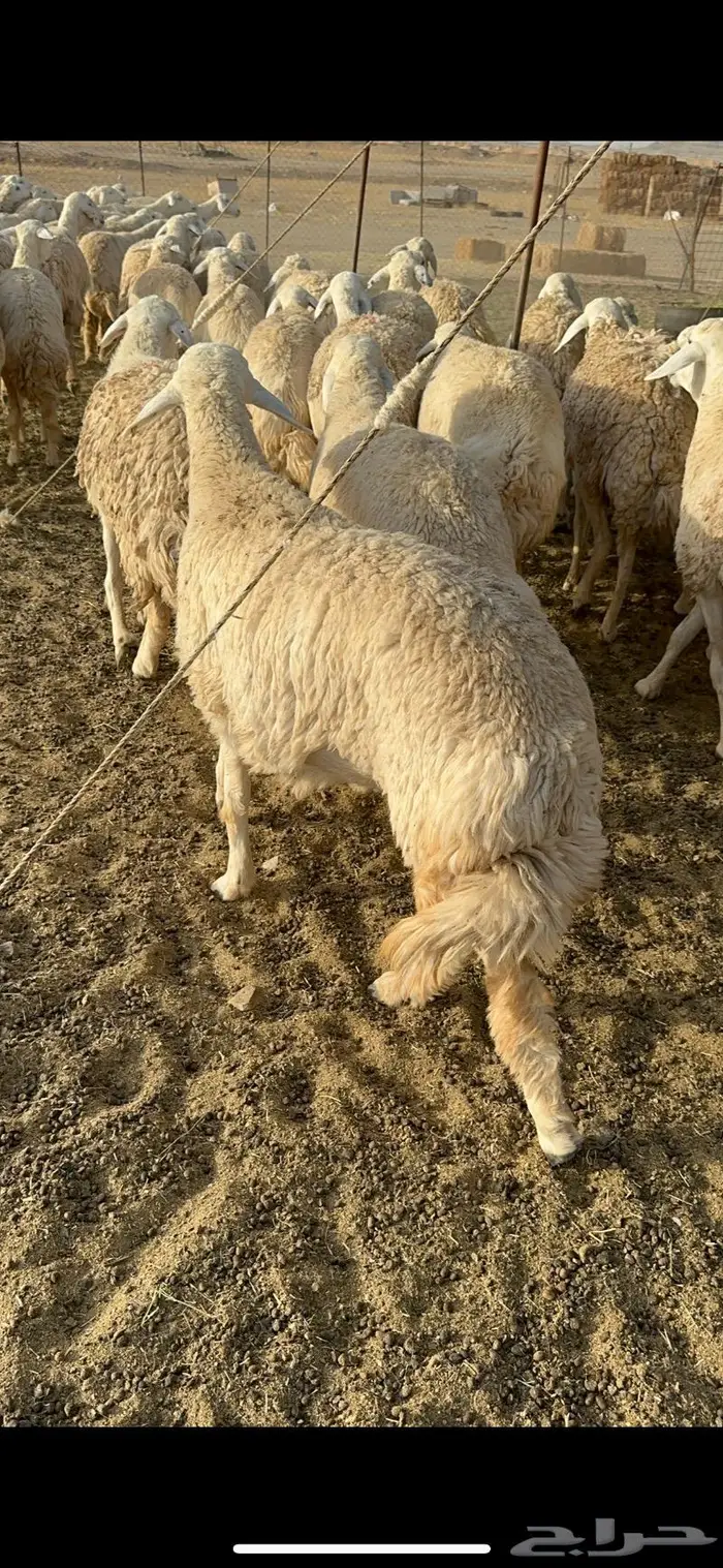 غنم رخال صنف الصنف جروم مقنوي 61 بلفحل 19