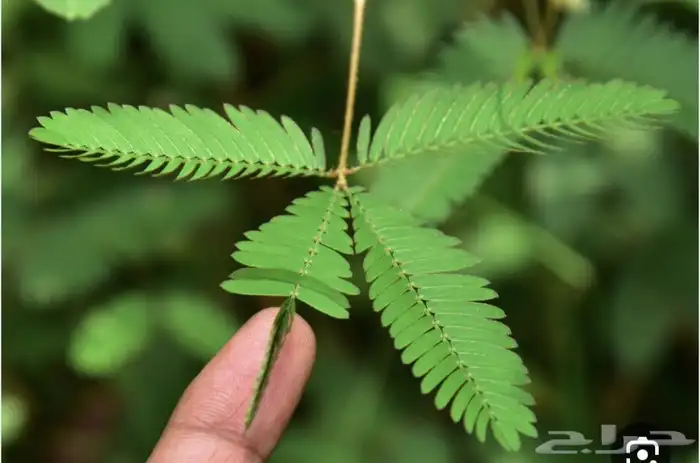 بذور المستحيه او الخجوله للبيع 8