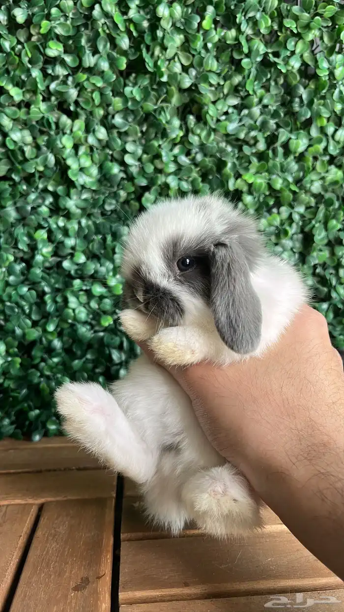 ارنب الهولندلوب 1