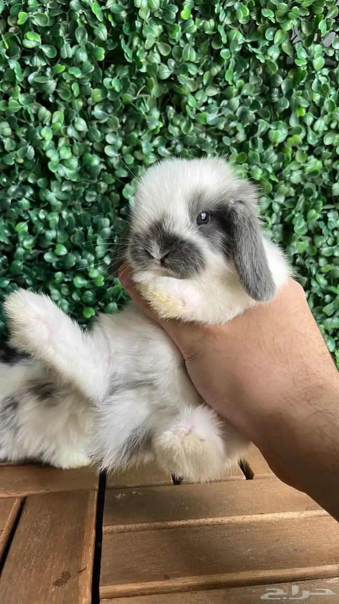 ارنب الهولندلوب 0