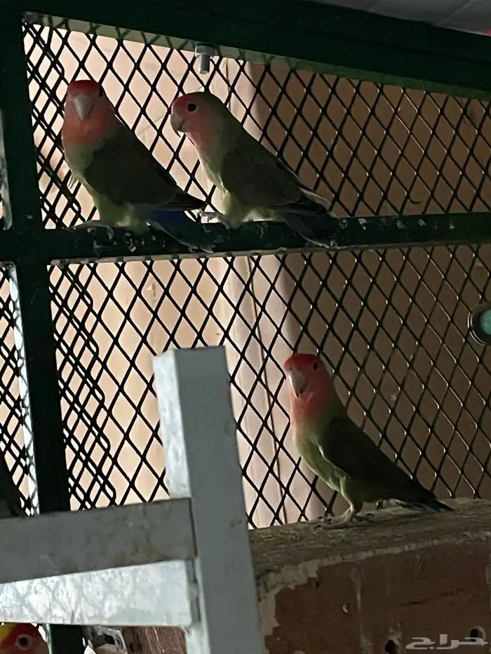 طبات و اجواز وفردات روز بصحه 100 100 4