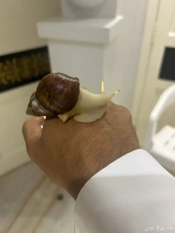 الحلزون الافريقي 0
