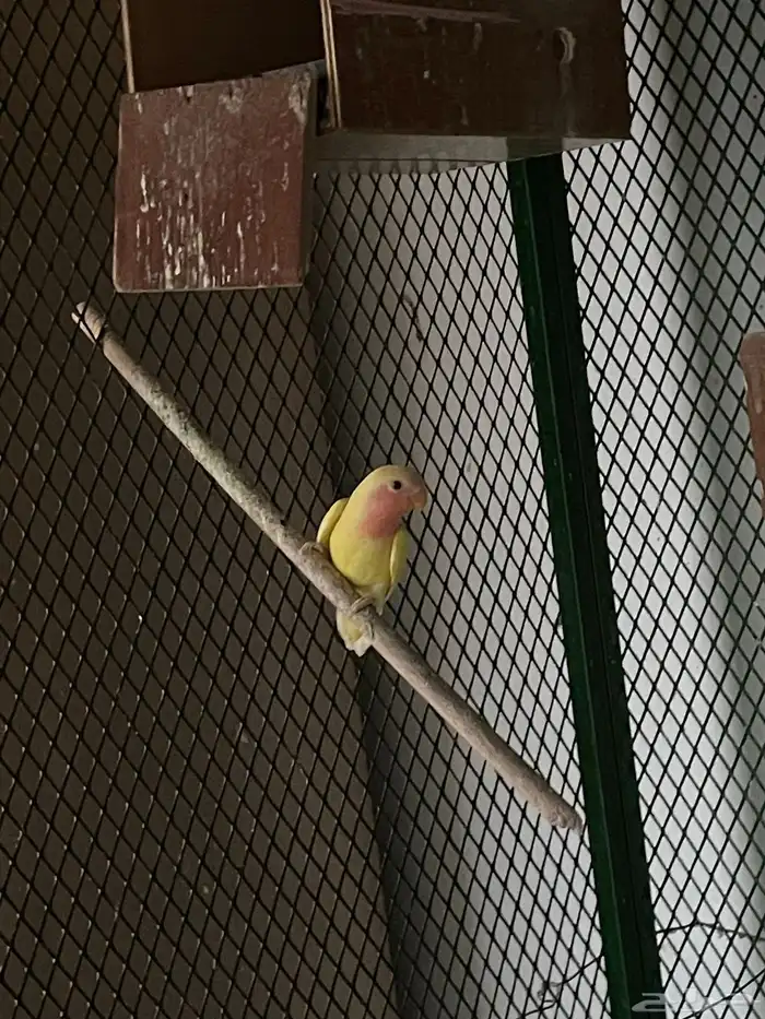 طبات و اجواز وفردات روز بصحه 100 100 2