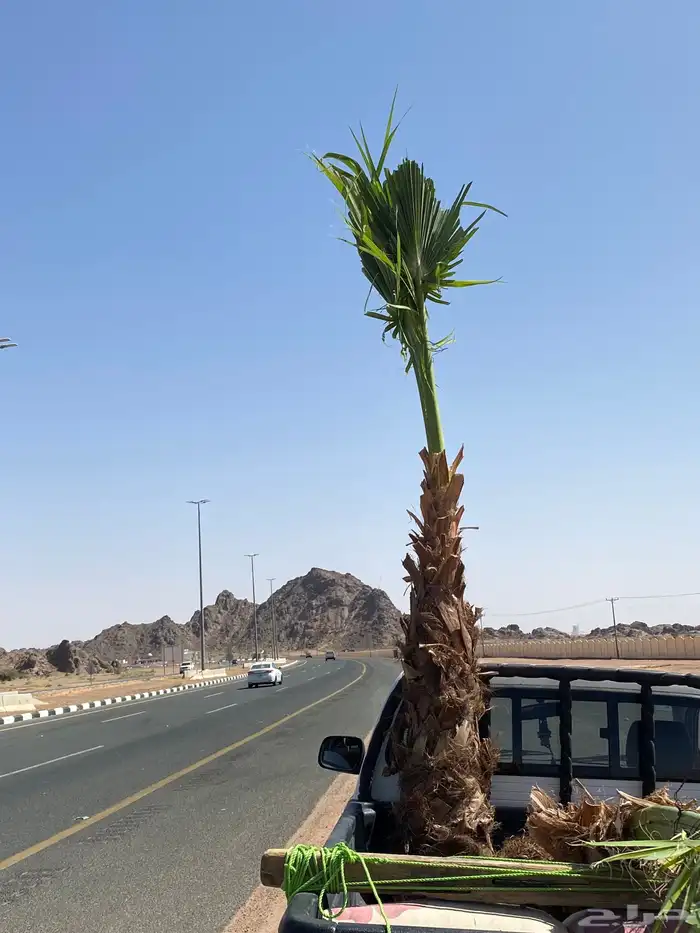 نخل زينه وشنطني 5