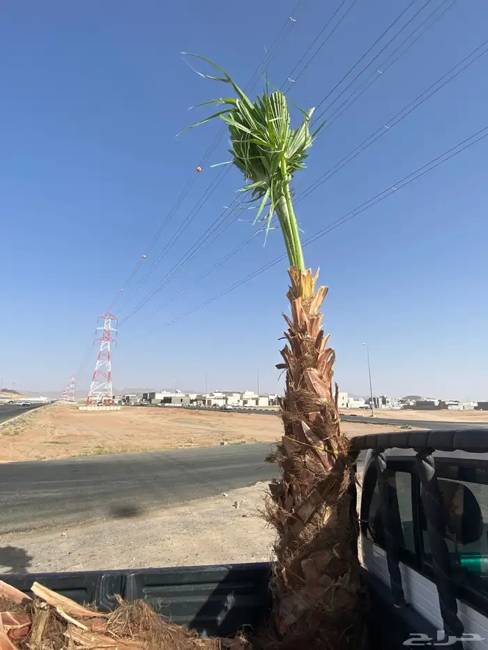 نخل زينه وشنطني 2