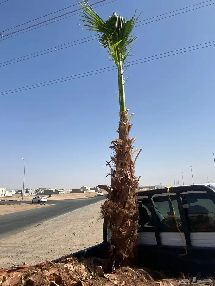 نخل زينه وشنطني 1