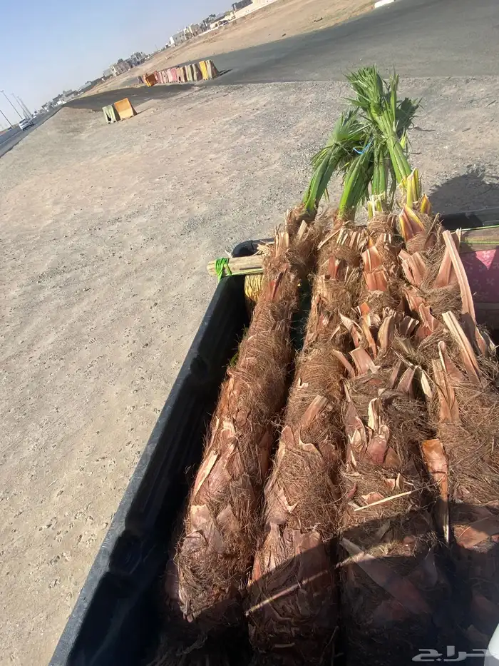 نخل زينه وشنطني 6