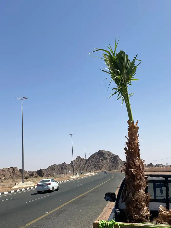 نخل زينه وشنطني 4