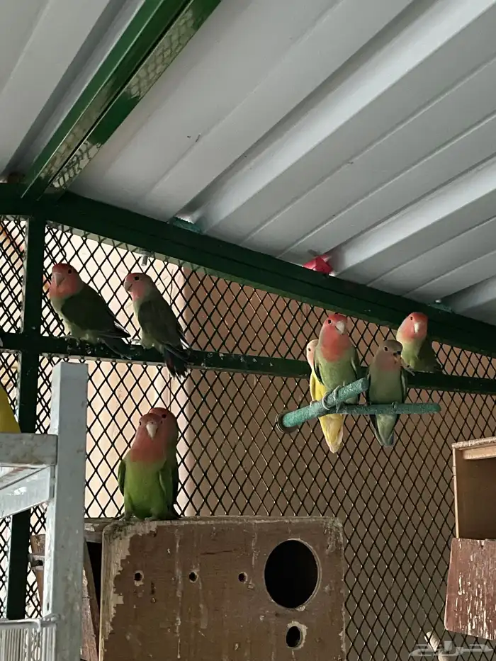 طبات و اجواز وفردات روز بصحه 100 100 1