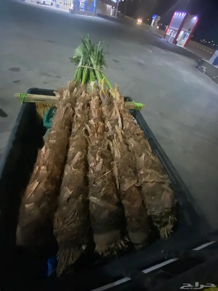 نخل زينه وشنطني 7