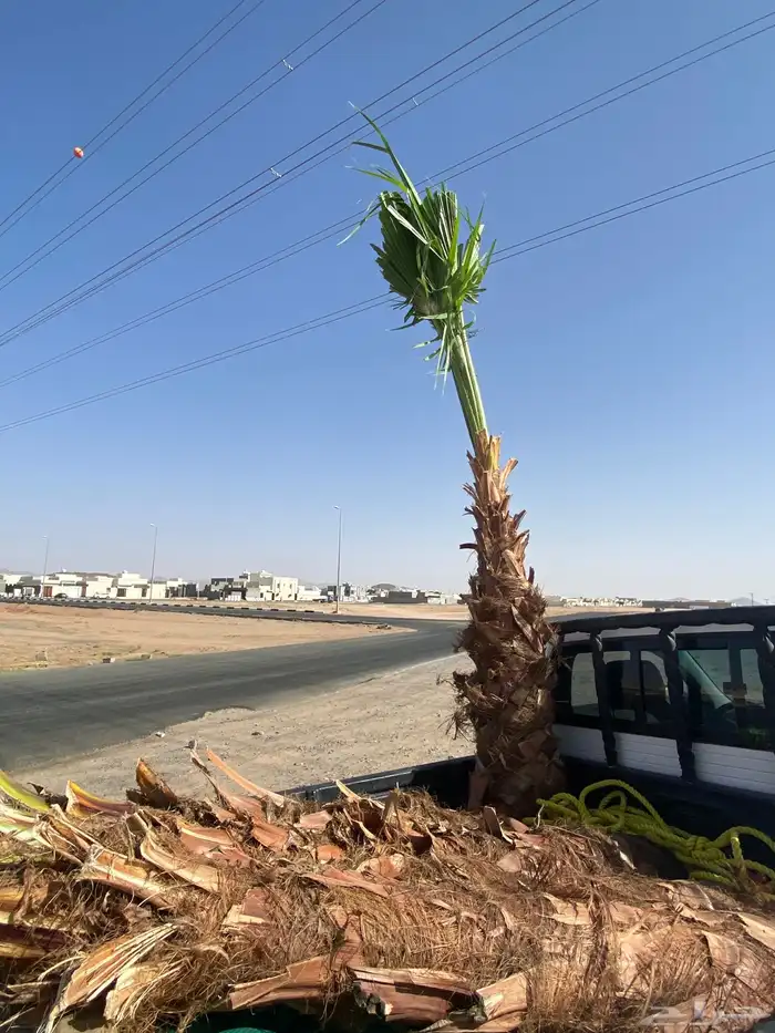 نخل زينه وشنطني 0