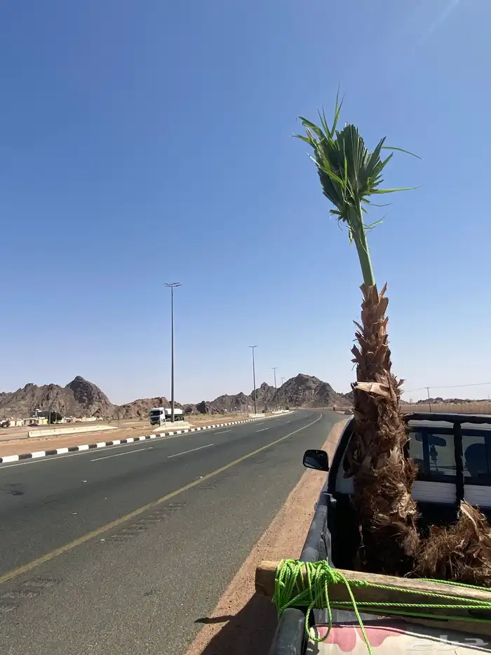 نخل زينه وشنطني 3