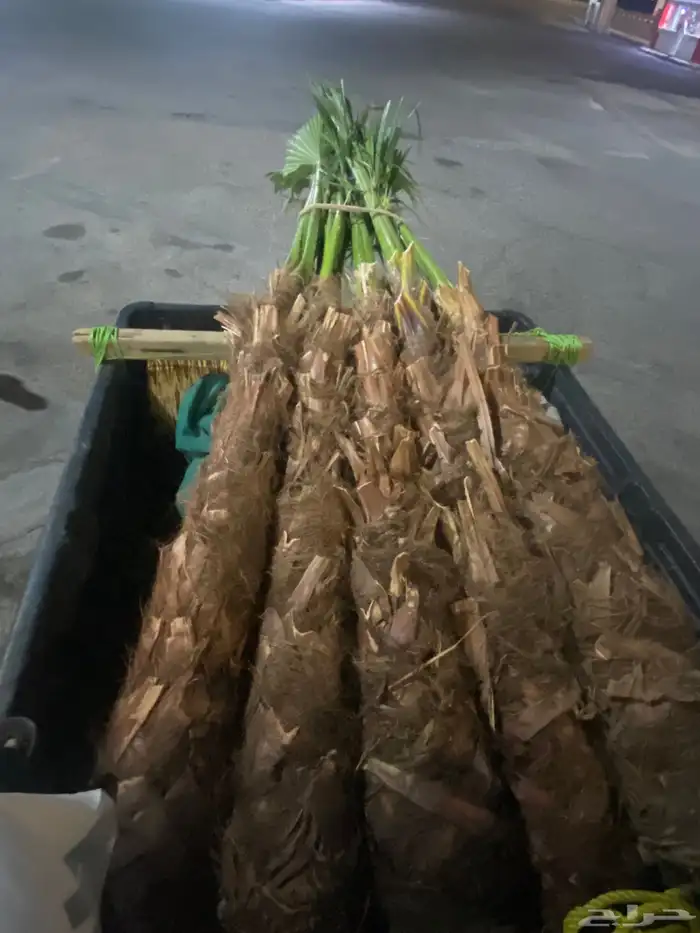 نخل زينه وشنطني 8