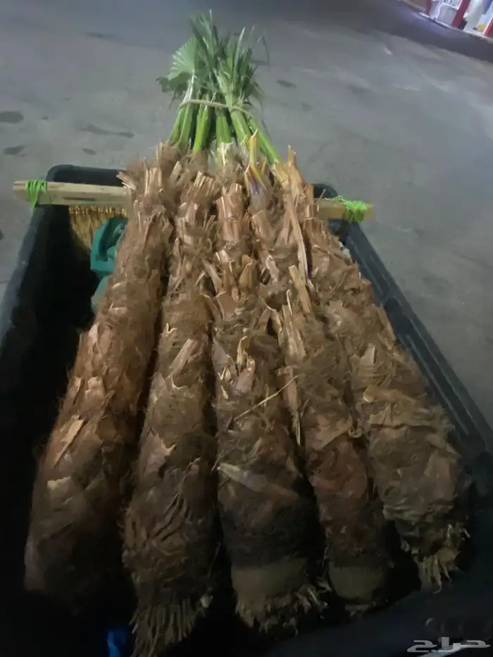 نخل زينه وشنطني 9