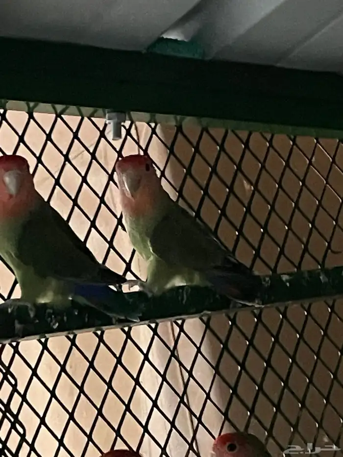 طبات و اجواز وفردات روز بصحه 100 100 5