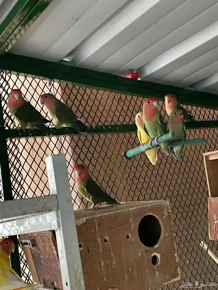 طبات و اجواز وفردات روز بصحه 100 100 3