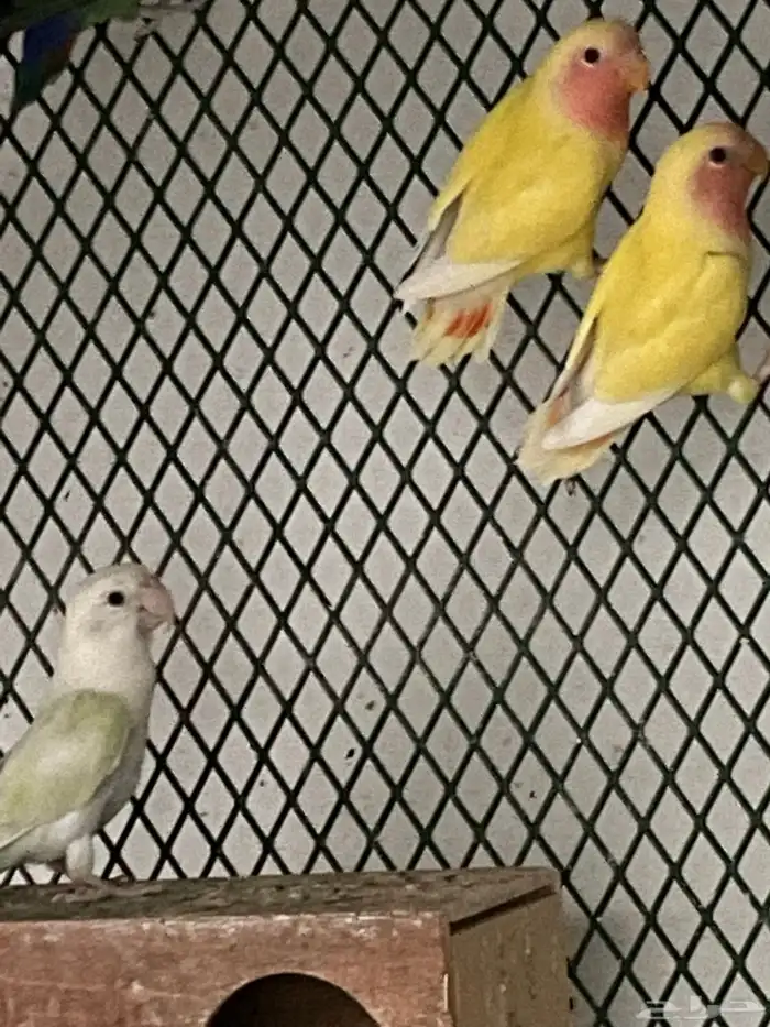 طبات و اجواز وفردات روز بصحه 100 100 0