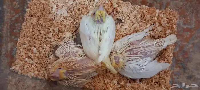 تم البيع والتصدق بالعمولة 0