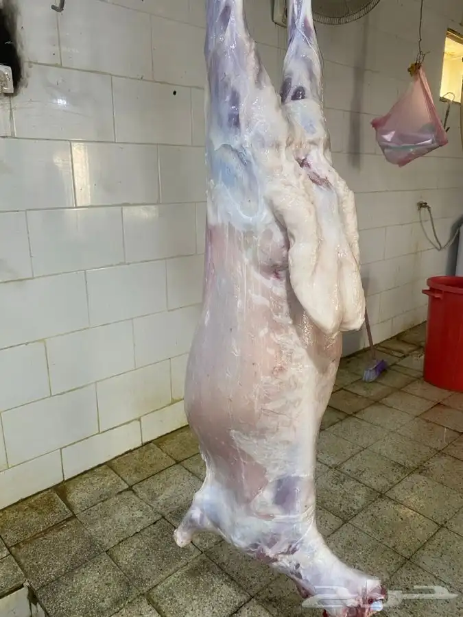 ذبايح طليان حري يتوفر ذبح توصيل ذبايح تجمل 0