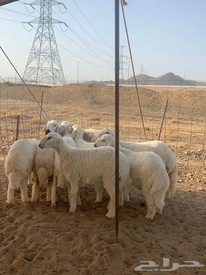 ذبايح حري طليان رخال حرية طريق بريمان بجوار الخط السريع 3