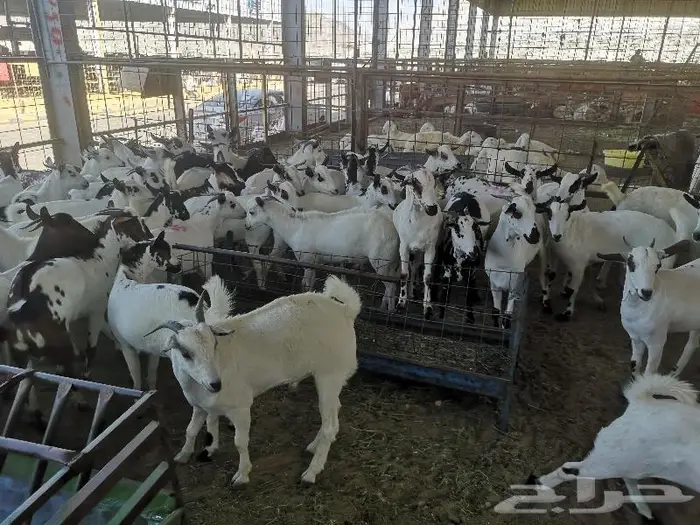 طليان حري و سواكني و تيوس مع التوصيل للباب 17