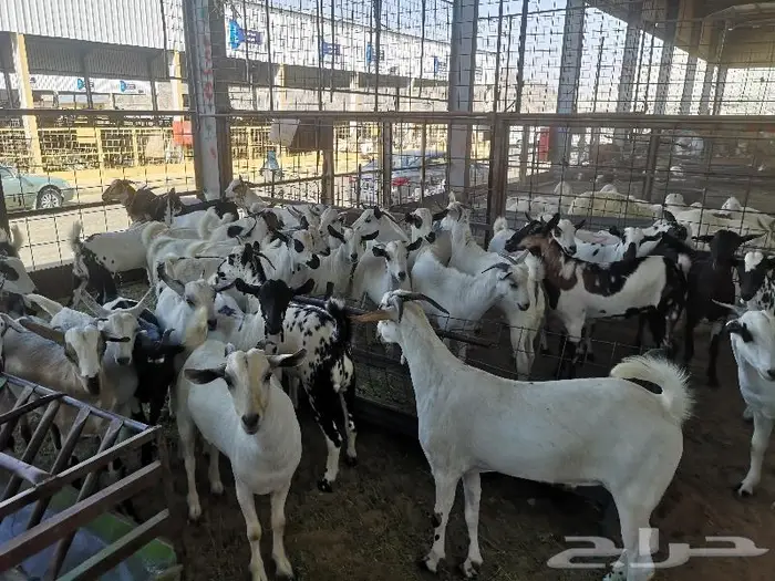 طليان حري و سواكني و تيوس مع التوصيل للباب 19