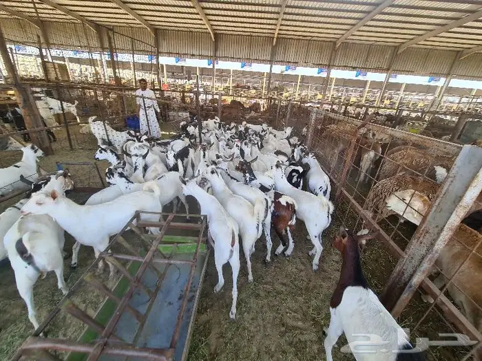 طليان حري و سواكني و تيوس مع التوصيل للباب 23