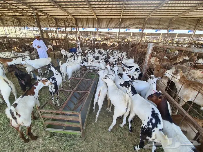 طليان حري و سواكني و تيوس مع التوصيل للباب 27