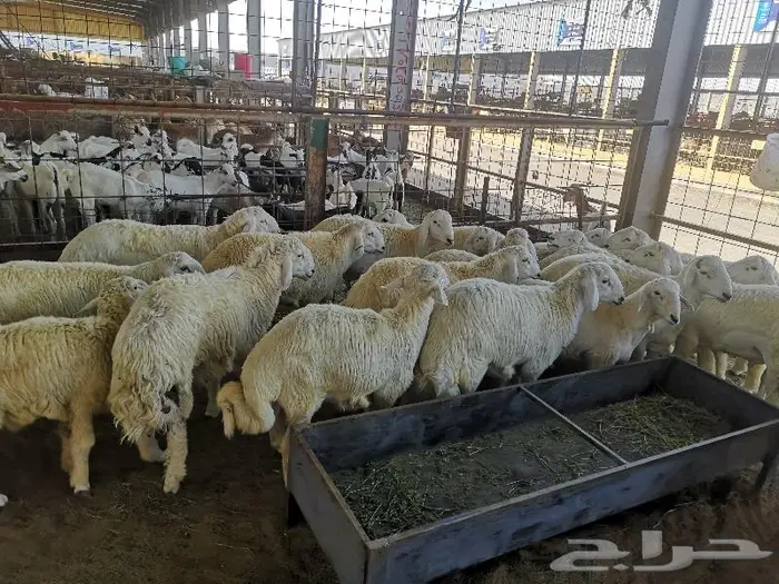 طليان حري و سواكني و تيوس مع التوصيل للباب 11