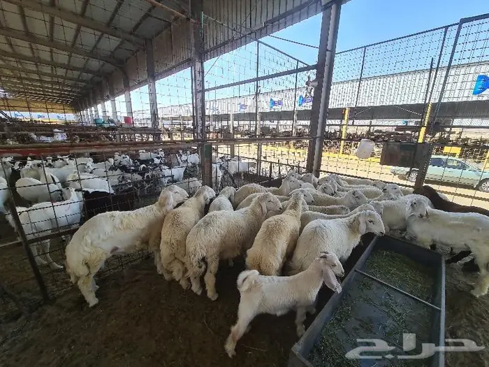 طليان حري و سواكني و تيوس مع التوصيل للباب 12