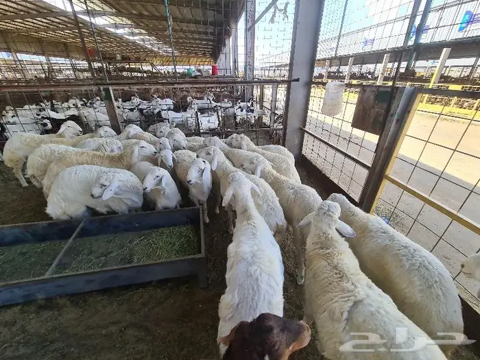 طليان حري و سواكني و تيوس مع التوصيل للباب 13