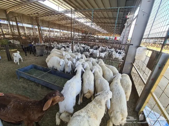 طليان حري و سواكني و تيوس مع التوصيل للباب 15