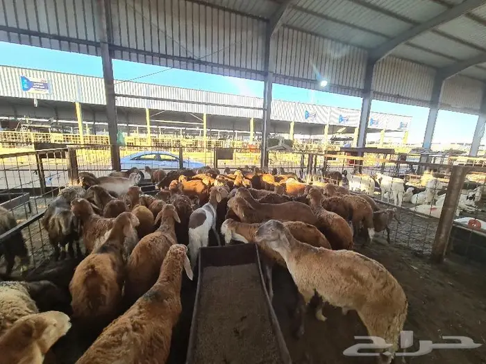 طليان حري و سواكني و تيوس مع التوصيل للباب 30